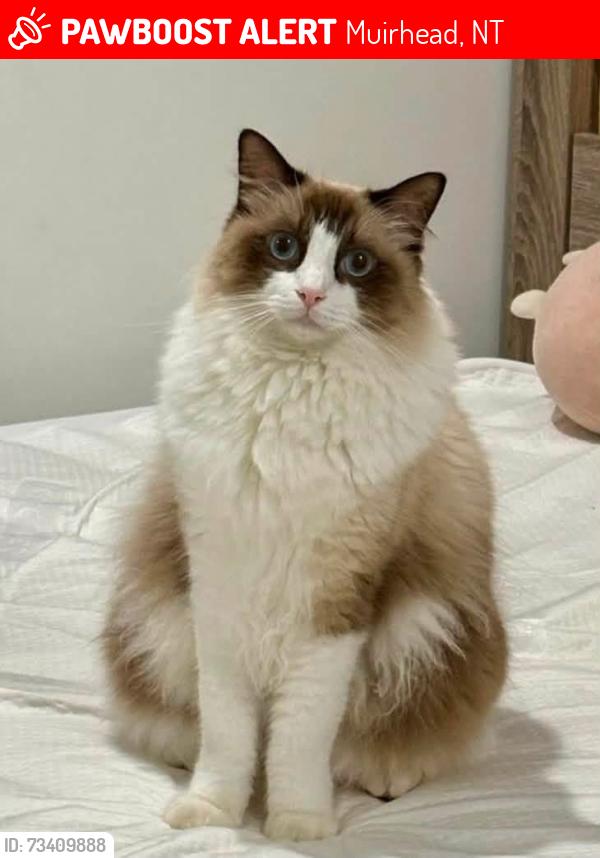 Lost Male Cat last seen Hargrave Street, Bridge Street, Muirhead, NT 0810