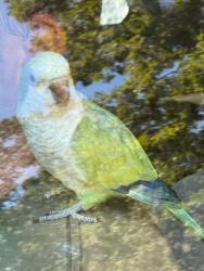 Found/Stray Unknown Bird last seen Planet Fitness parking lot in Burlington, NC, Burlington, NC 27215