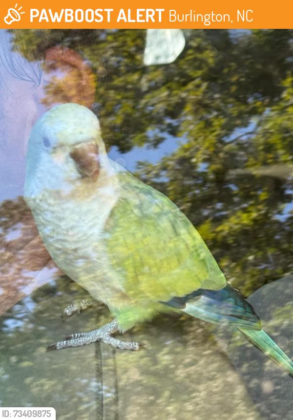 Found/Stray Unknown Bird last seen Planet Fitness parking lot in Burlington, NC, Burlington, NC 27215