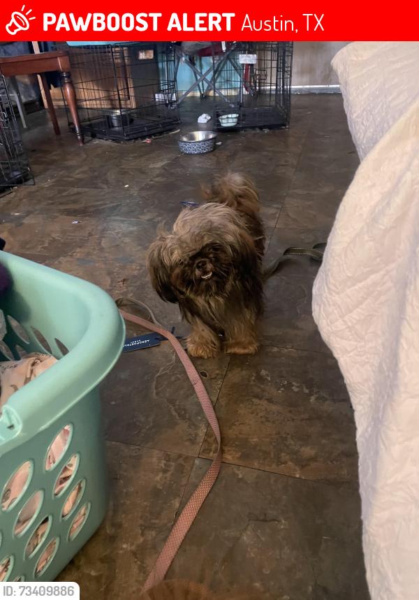 Lost Female Dog last seen Childress dr, Austin, TX 78753