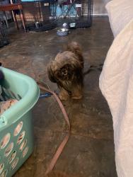 Lost Female Dog last seen Childress dr, Austin, TX 78753