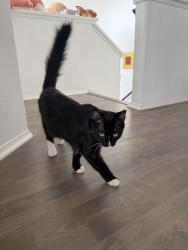 Reunited Male Cat last seen Sombrosa St. near intersection with Camino Alvero, Carlsbad, CA 92009