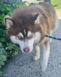 Reunited Male Dog last seen Valley Rd Clifton, Clifton, NJ 07013