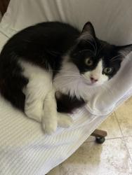 Lost Female Cat last seen Between Mission Dr, White Chapel, Chapel Downs, and the creek, Southlake, TX 76092