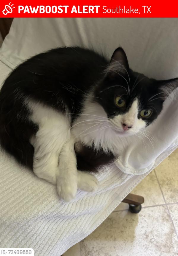 Lost Female Cat last seen Between Mission Dr, White Chapel, Chapel Downs, and the creek, Southlake, TX 76092