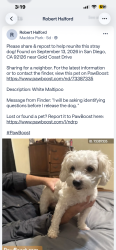 Lost Male Dog last seen Gold cost, San Diego, CA 92126