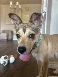 Found/Stray Female Dog last seen Tractor supply, Temple, TX 76504