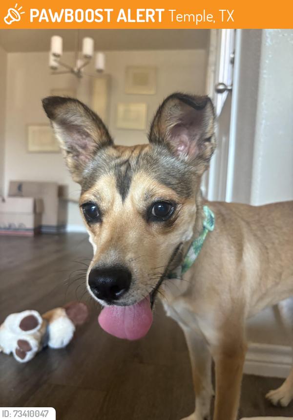 Found/Stray Female Dog last seen Tractor supply, Temple, TX 76504
