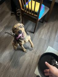 Found/Stray Male Dog last seen W 149th st, Glenpool, OK 74033