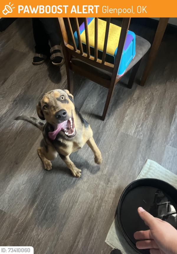 Found/Stray Male Dog last seen W 149th st, Glenpool, OK 74033