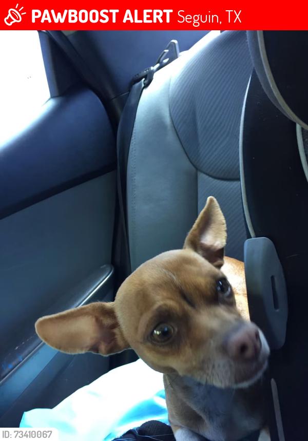 Lost Female Dog last seen Patton dr and Woodlawn, Seguin, TX 78155