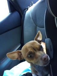 Lost Female Dog last seen Patton dr and Woodlawn, Seguin, TX 78155