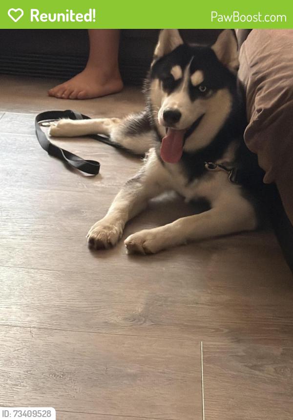 Reunited Unknown Dog last seen Allegheny and jasper, Philadelphia, PA 19134