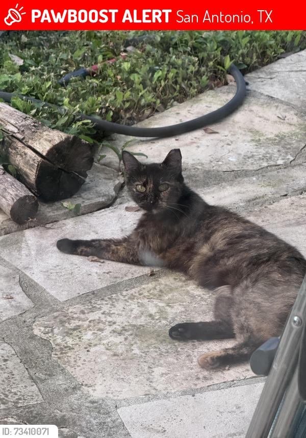 Lost Female Cat last seen The Ridge at Deerfield, 78248 San Antonio TX, San Antonio, TX 78248