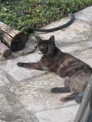 Lost Female Cat last seen The Ridge at Deerfield, 78248 San Antonio TX, San Antonio, TX 78248