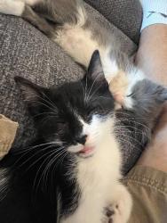 Shelter Stray Female Cat last seen Bexar County, 3353 Morningside Dr, New Braunfels, TX 78132, USA