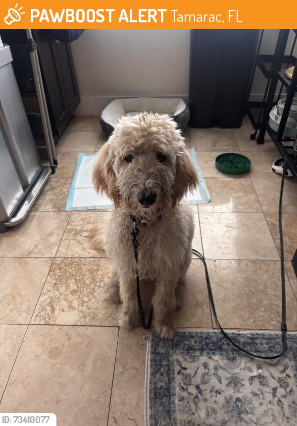 Found/Stray Unknown Dog last seen Nob Hill and McNab Rd, Tamarac, FL 33321