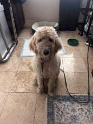 Found/Stray Unknown Dog last seen Nob Hill and McNab Rd, Tamarac, FL 33321