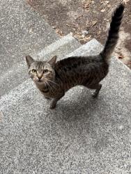 Found/Stray Female Cat last seen 91st avenue, Portland, OR 97223