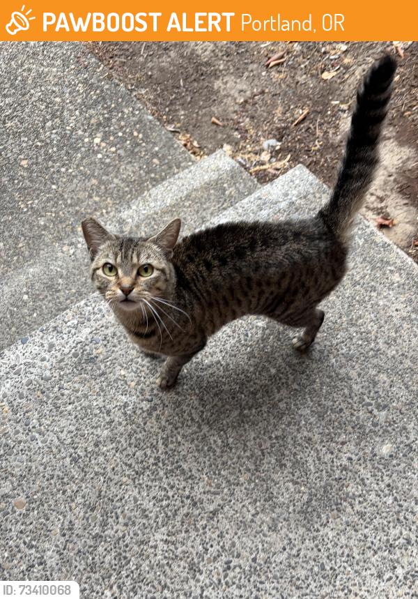 Found/Stray Female Cat last seen 91st avenue, Portland, OR 97223