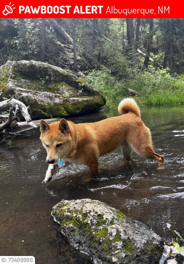 Lost Female Dog last seen La Vega & Armijo, Albuquerque, NM 87105