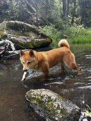 Lost Female Dog last seen La Vega & Armijo, Albuquerque, NM 87105