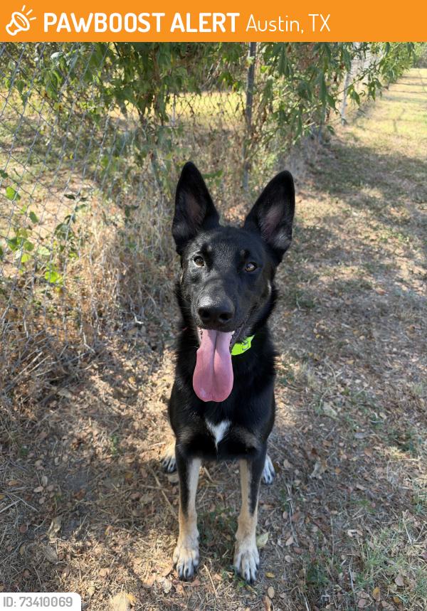 Found/Stray Male Dog last seen Ridgehaven Dr and Belfast Ave, Austin, TX 78723