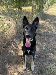 Found/Stray Male Dog last seen Ridgehaven Dr and Belfast Ave, Austin, TX 78723