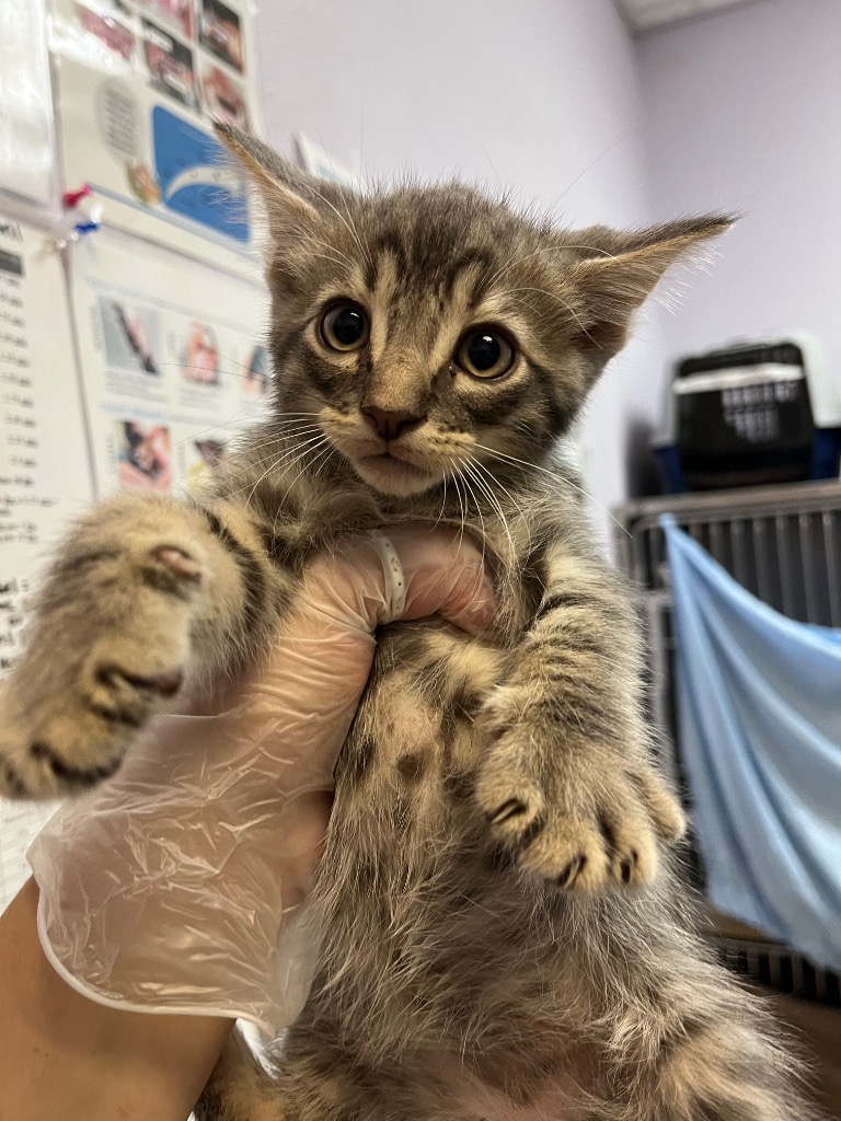Shelter Stray Male Cat last seen Bexar County, 3353 Morningside Dr, New Braunfels, TX 78132, USA