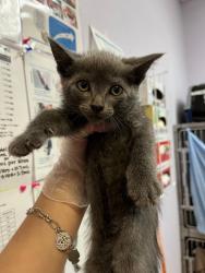 Shelter Stray Male Cat last seen Bexar County, 3353 Morningside Dr, New Braunfels, TX 78132, USA