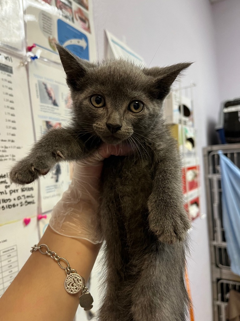 Shelter Stray Male Cat last seen Bexar County, 3353 Morningside Dr, New Braunfels, TX 78132, USA