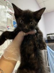 Shelter Stray Male Cat last seen Bexar County, 3353 Morningside Dr, New Braunfels, TX 78132, USA