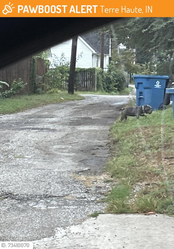 Found/Stray Unknown Dog last seen Maple and 10th, Terre Haute, IN 47804