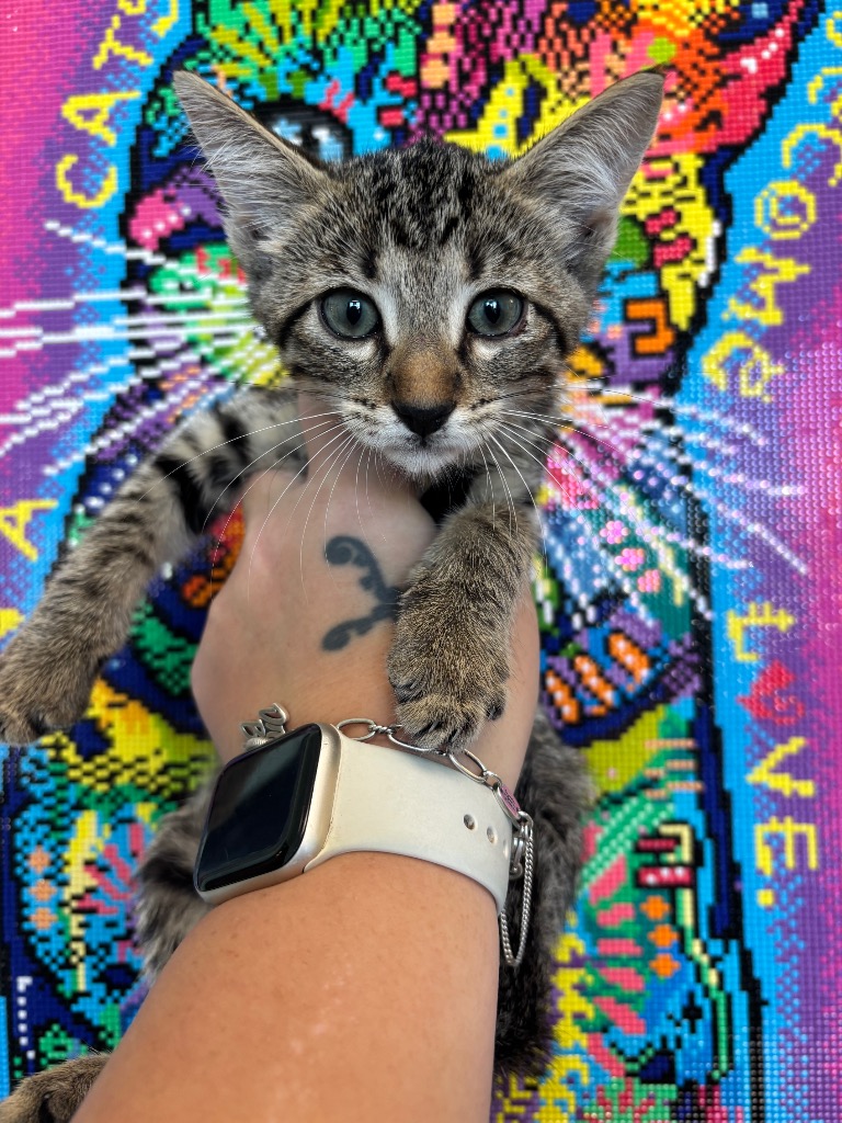 Shelter Stray Female Cat last seen Bexar County, 3353 Morningside Dr, New Braunfels, TX 78132, USA