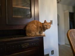 Lost Male Cat last seen New Kwik Trip, Baldwin, WI 54002