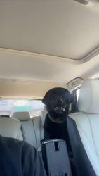 Lost Male Dog last seen Marsh road and butler nursery road, Gray's Creek, NC 28306