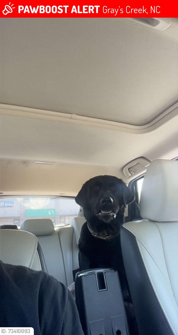 Lost Male Dog last seen Marsh road and butler nursery road, Gray's Creek, NC 28306