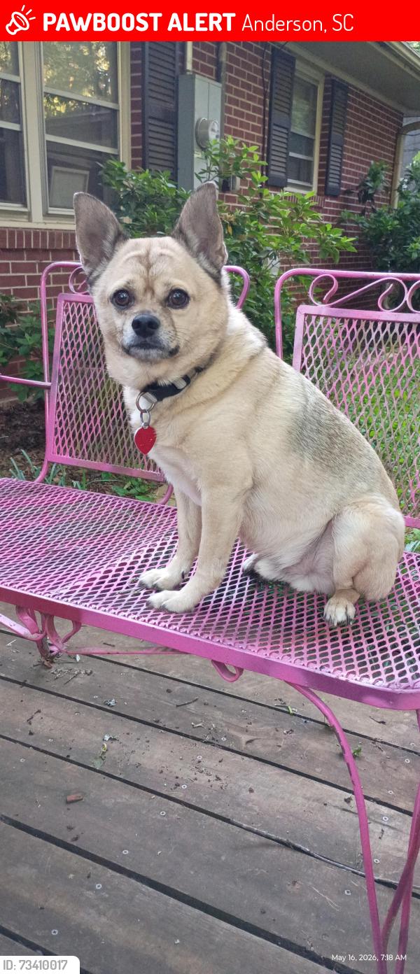 Lost Male Dog last seen Kings rd and Canterbury, Anderson, SC 29621