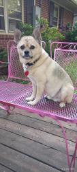Lost Male Dog last seen Kings rd and Canterbury, Anderson, SC 29621