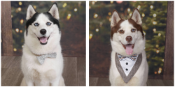 Lost Male Dog last seen Midland Ave Budd lake, Mount Olive, NJ 07828