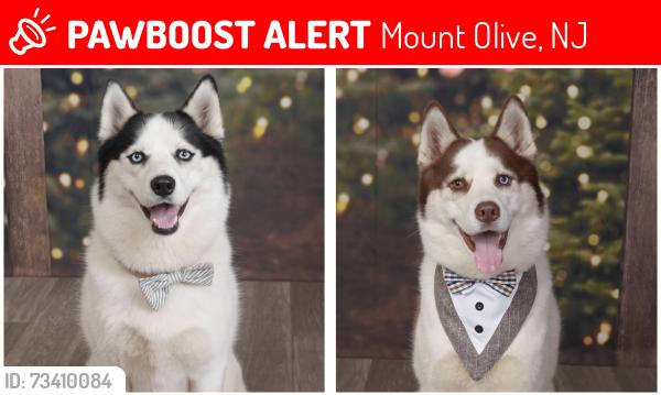 Lost Male Dog last seen Midland Ave Budd lake, Mount Olive, NJ 07828