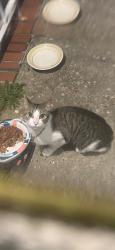 Found/Stray Female Cat last seen Mason Creek Road and Orange Avenue, Norfolk VA, Norfolk, VA 23503