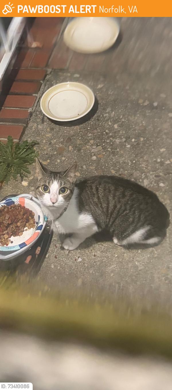 Found/Stray Female Cat last seen Mason Creek Road and Orange Avenue, Norfolk VA, Norfolk, VA 23503