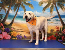 Reunited Male Dog last seen Moodys meat market, Holly & Airline, Corpus Christi, TX 78412