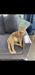 Lost Male Cat last seen Raindance, Windsor, CO 80550