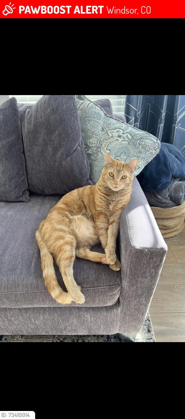 Lost Male Cat last seen Raindance, Windsor, CO 80550
