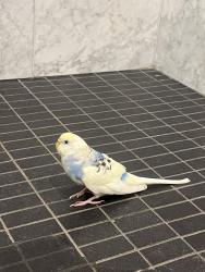 Found/Stray Female Bird last seen North 3rd Street and Kent / the Boardwalk, Brooklyn, NY 11249