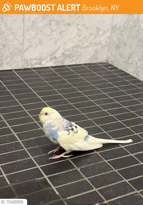 Found/Stray Female Bird last seen North 3rd Street and Kent / the Boardwalk, Brooklyn, NY 11249