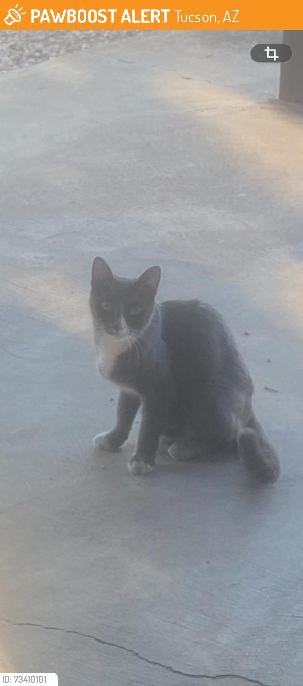 Found/Stray Unknown Cat last seen Lehigh/New Hampshire dr, Tucson, AZ 85710