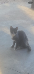 Found/Stray Unknown Cat last seen Lehigh/New Hampshire dr, Tucson, AZ 85710